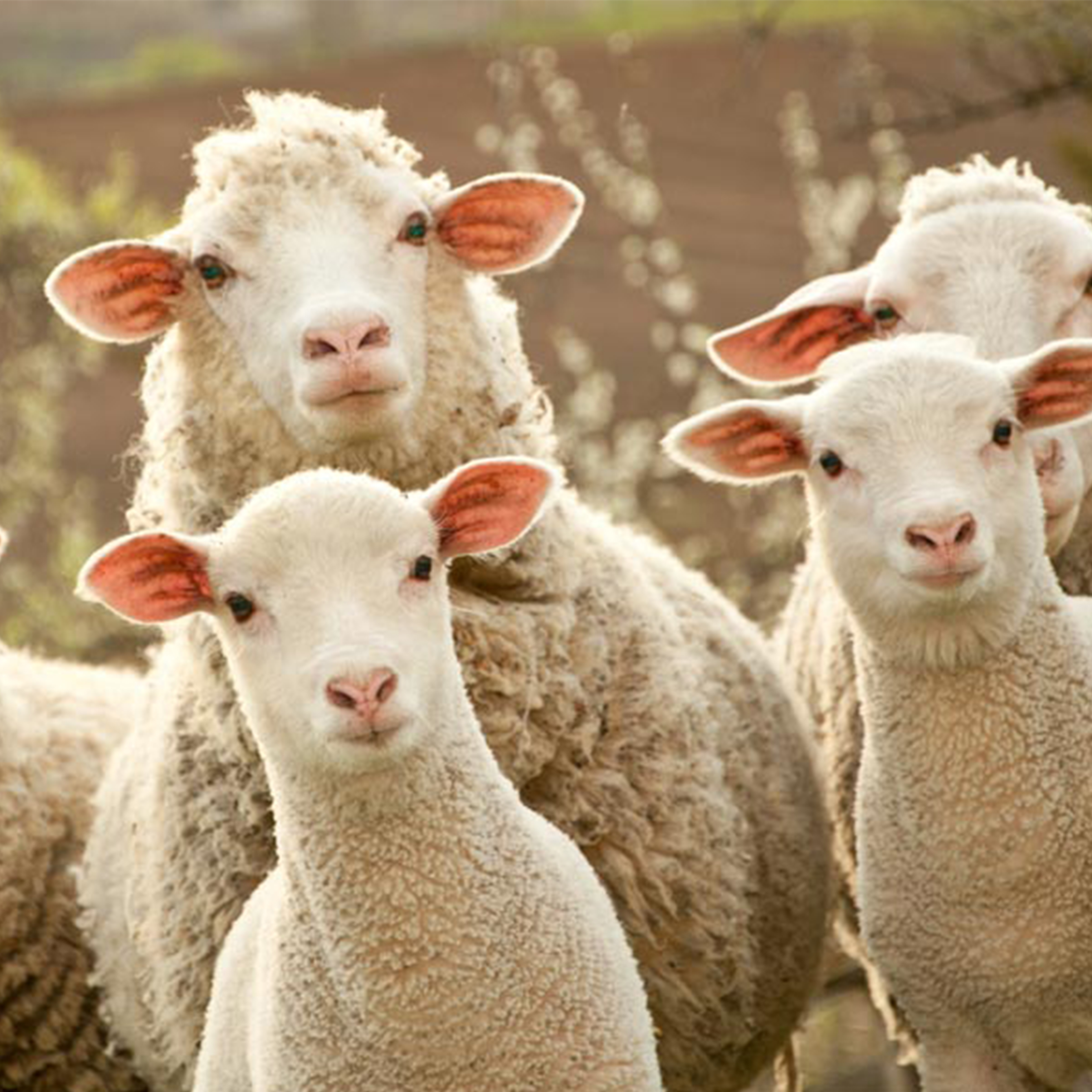 Sheep & Goat Tags