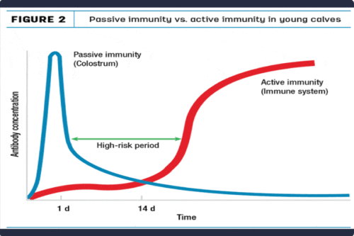 Passive Immunity