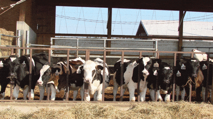 How many heifers should you raise?