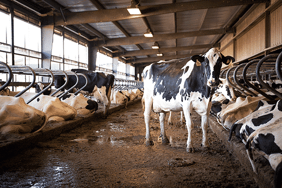 Lameness: Challenge conventional thinking