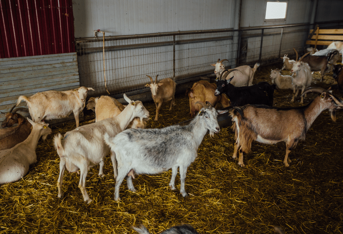 goats