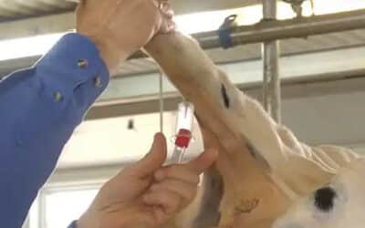How To Collect a Blood Sample for Cattle Testing