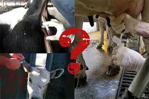 What is the best way to A2 test my dairy animals?