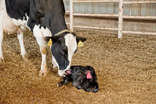 cow and baby calf