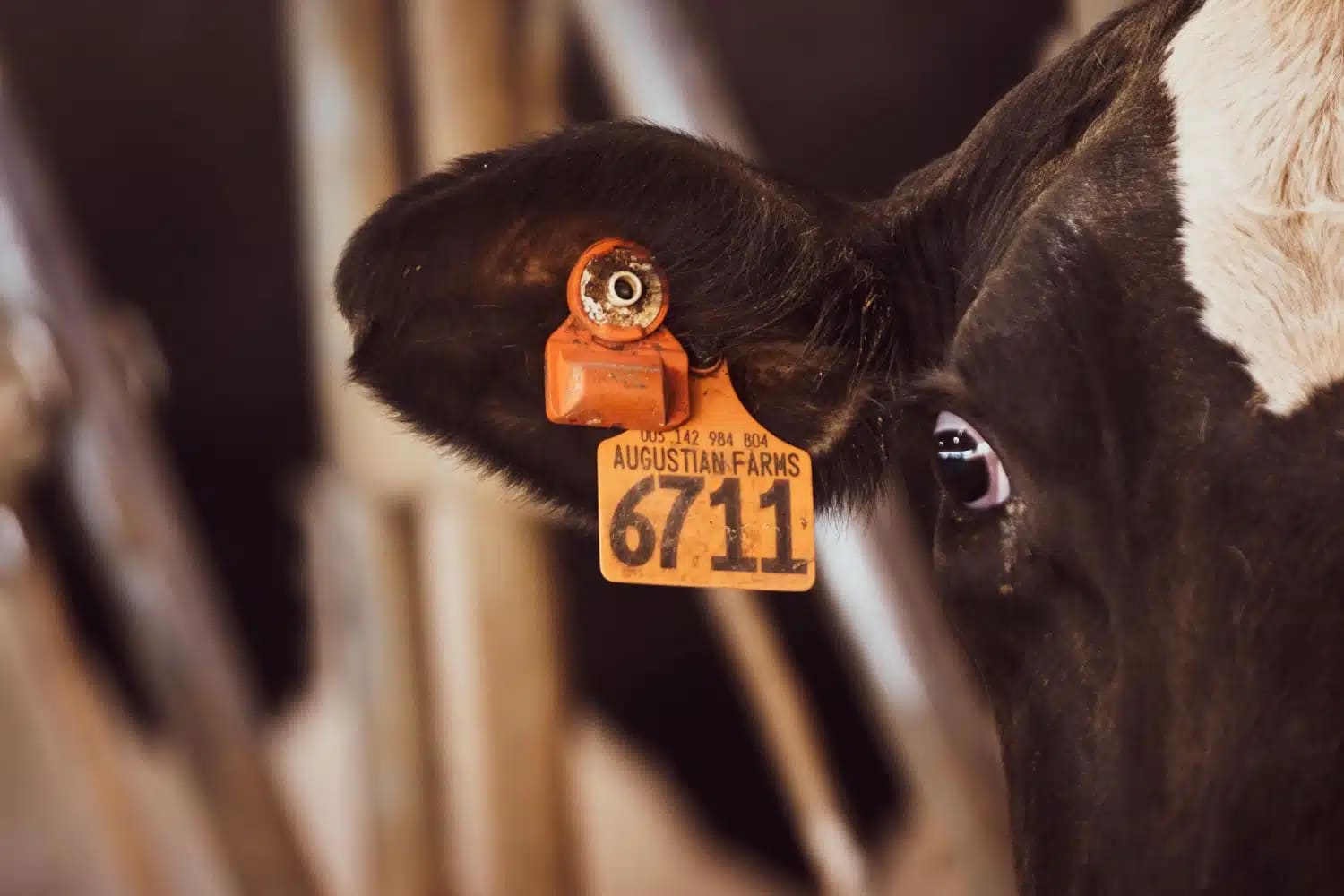Cow with ear tag