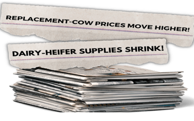 Is it time to change course on your heifer inventory?