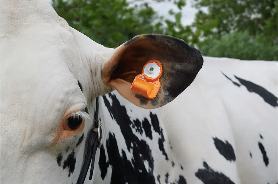 Considering Cow Monitoring Solutions? Discover the Power of Ear
