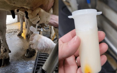 How to Collect a Milk Sample for Diagnostic Testing Dairy Cattle