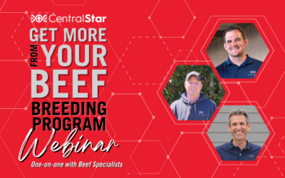 Get more from your beef breeding program