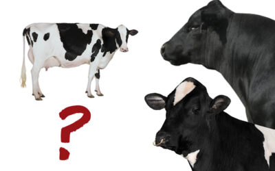 Sexed- and beef-semen strategy:  Can my farm pull it off?