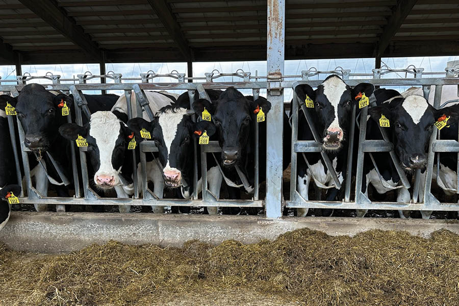 Transforming Heifer Reproduction CentralStar Cooperative Inc transforming-heifer-reproduction-centralstar-cooperative-inc