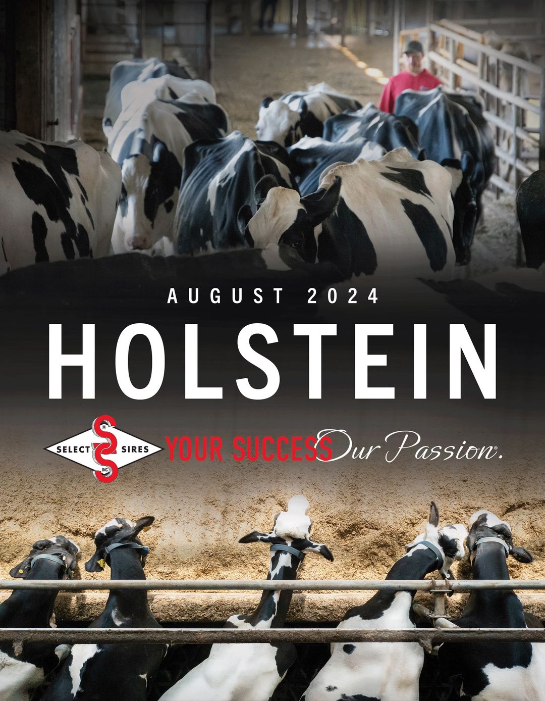 Holstein directory image