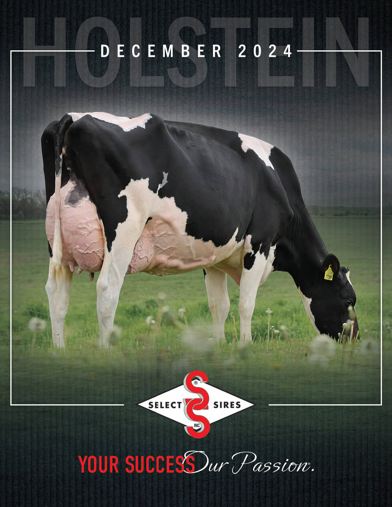 Holstein December 2024