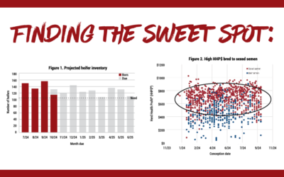 Finding the sweet spot: Why beef x dairy can be balanced with replacement needs