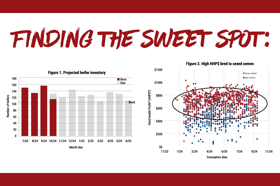 Finding the sweet spot: Why beef x dairy can be balanced with replacement needs