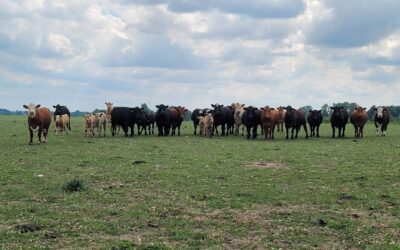 Beef embryos provide diversified breeding strategy and maximized ROI to dairy producers