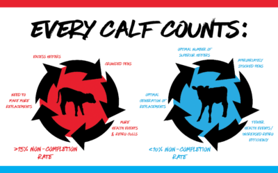 Every calf counts: Why reducing heifer non-completion is key to herd success