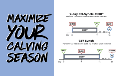 Maximize your calving season: Tips for a successful program