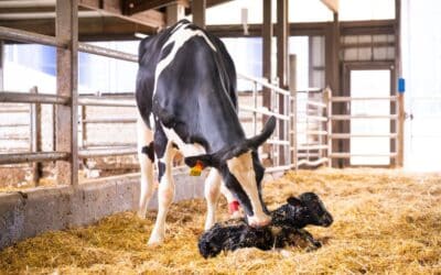 Milk fever vs. subclinical hypocalcemia: Are your fresh cows truly covered?