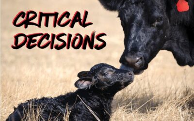 Critical decisions in the final trimester for beef calf success