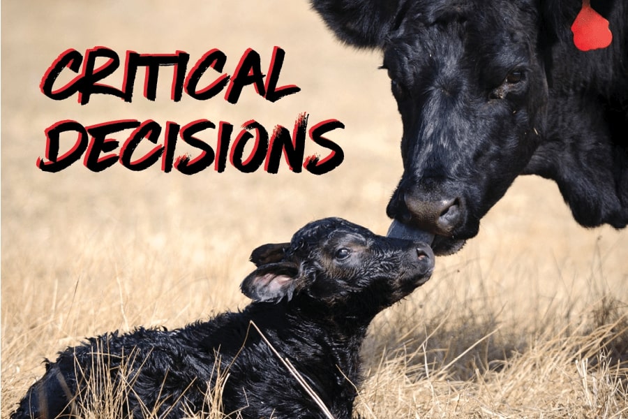 Critical decisions in the final trimester for beef calf success