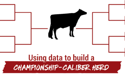 Using data to build a championship-caliber herd