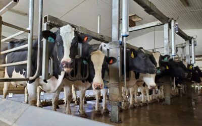 Preventing and controlling the spread of Strep ag. mastitis in dairy herds