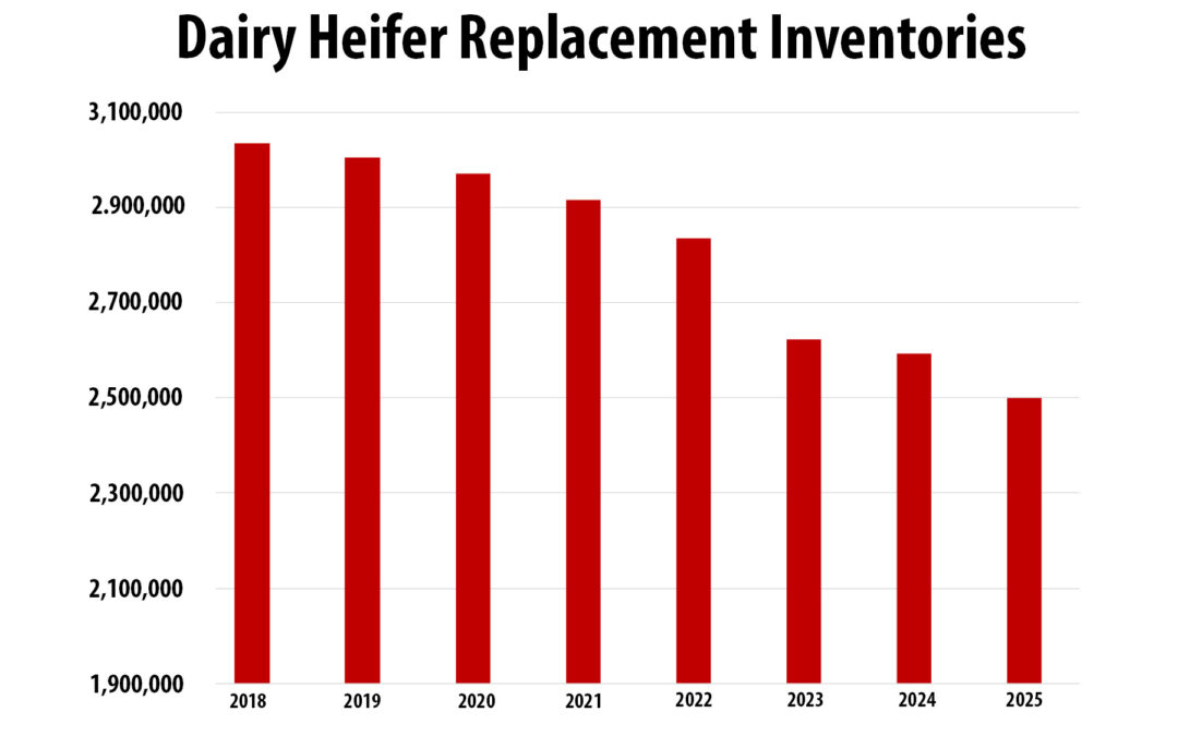Boost heifer longevity with disease management