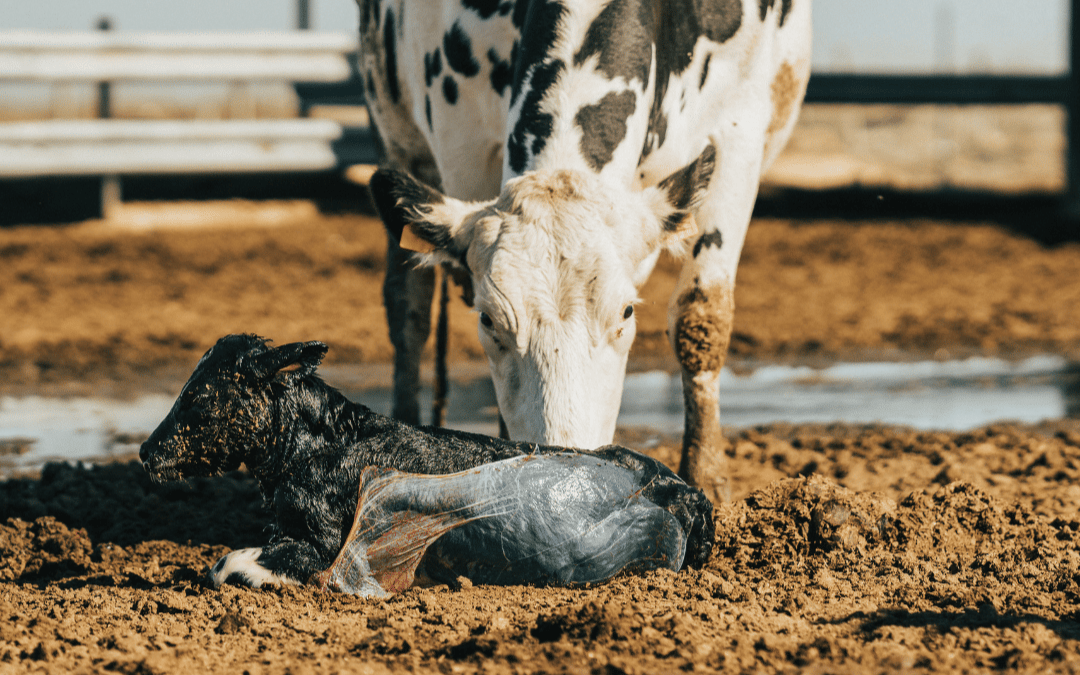 The cutting-edge of transition health management