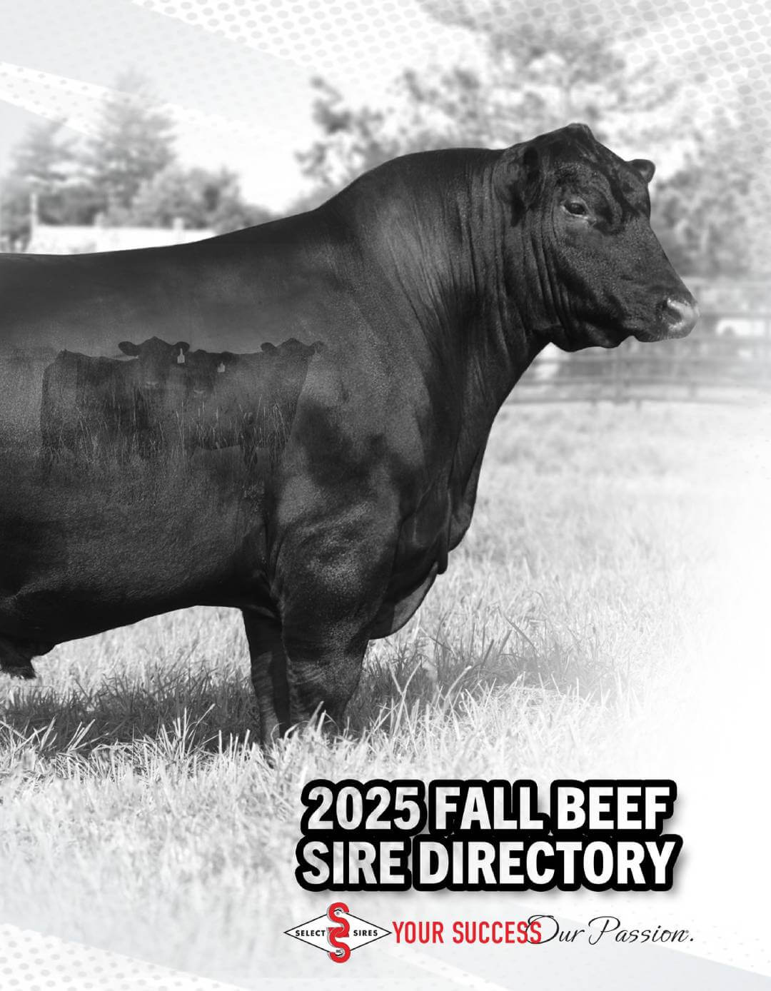 Fall Beef Sire Directory Cover