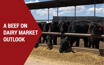 The price is right … but will it always be?