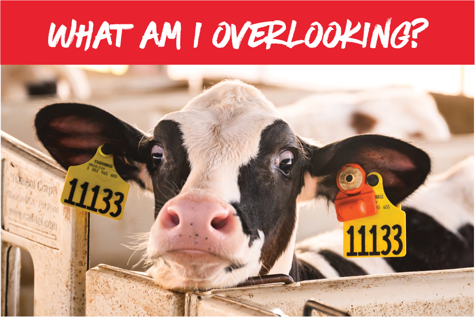 The opportunity most dairies still overlook