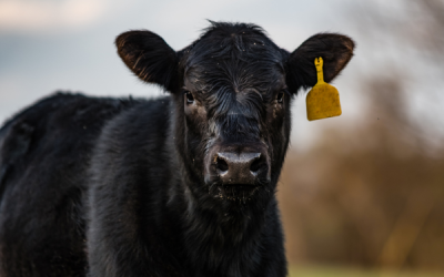Research shows FerAppease® improves feed efficiency at weaning