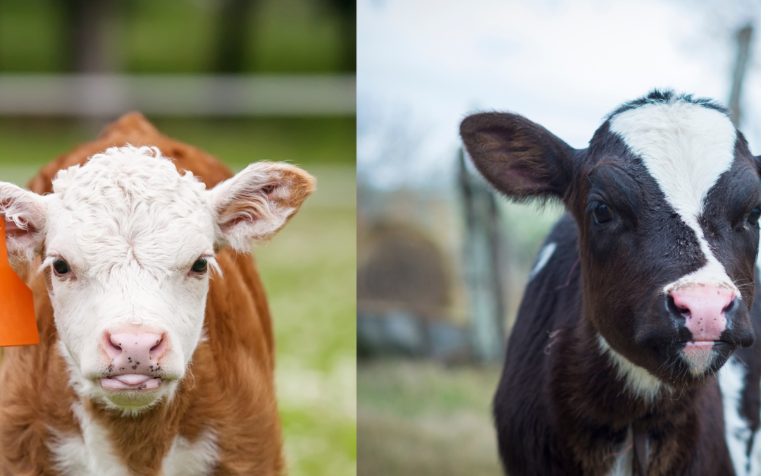 How egg-based IgY and colostrum IgG work together to protect calf gut health