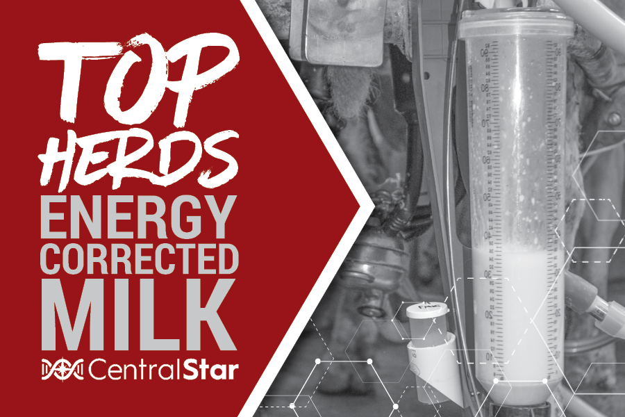 January 2026 DHI ECM Top Herds