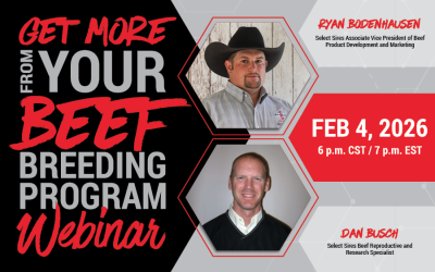 Get more from your beef breeding program in 2026