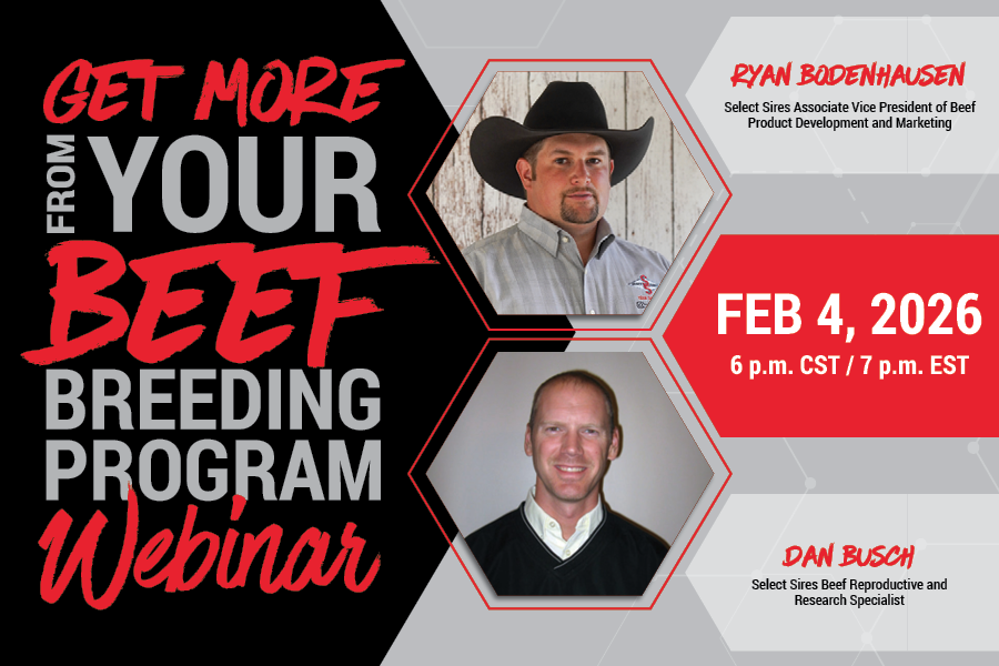 Get more from your beef breeding program in 2026