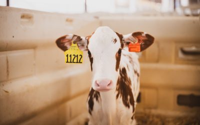 Bovine Respiratory Disease: How to spot early signs