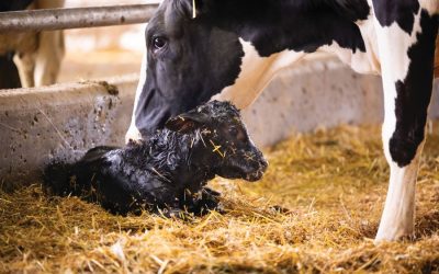 Beef on dairy success: ADSA Conference 48 insights