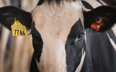 Why monitoring cow body temperature matters