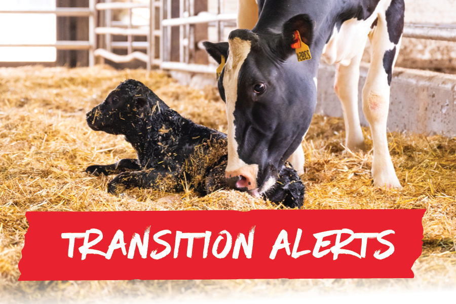 What happened when we started acting on transition alerts